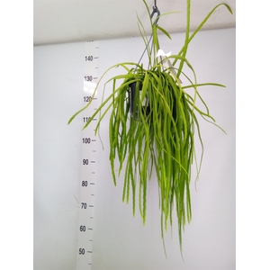Lepismium bolivianum