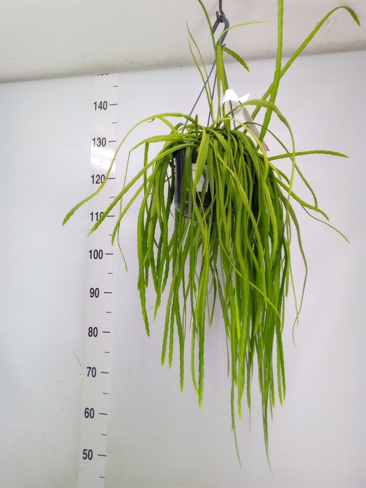<h4>Lepismium bolivianum</h4>