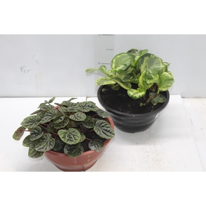 PEPEROMIA VARIADO C21