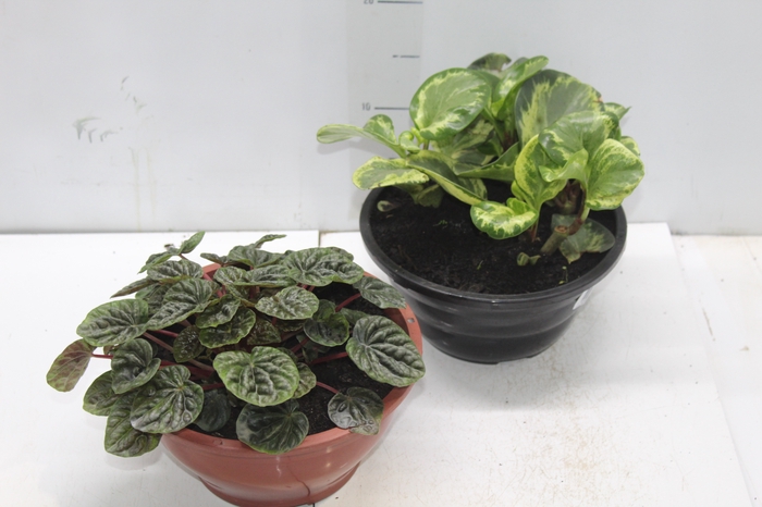 <h4>PEPEROMIA VARIADO C21</h4>