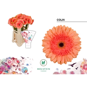 GE GR COLIN Emmer Hoes x40