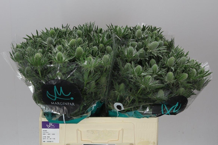 <h4>Eryngium Sirius</h4>