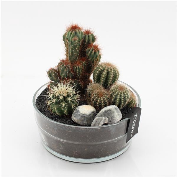 <h4>CTCR-2539 Cactus Essentials</h4>
