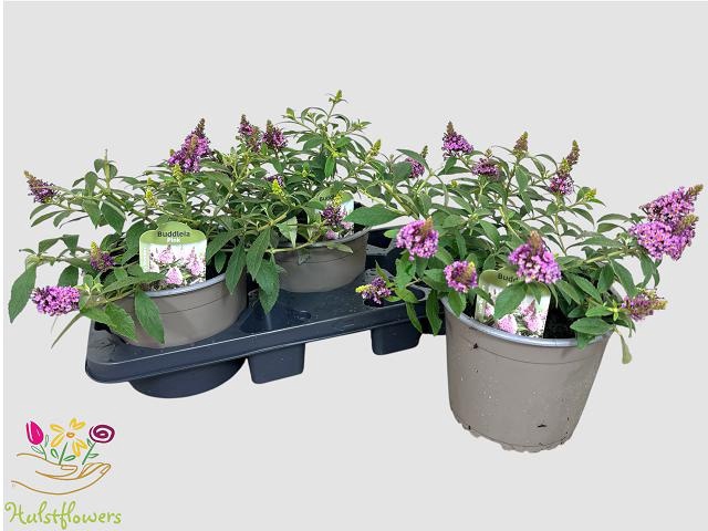 <h4>BUDD BFC LITTLE PINK</h4>