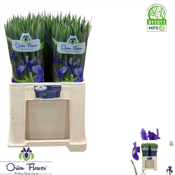 <h4>IRIS BLUE MAGIC</h4>