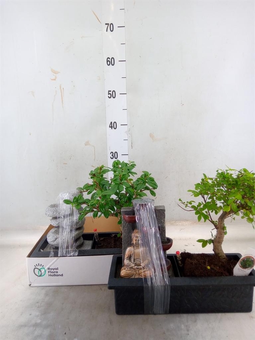 <h4>Bonsai   ...mix</h4>