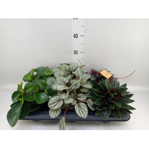 Peperomia   ...mix