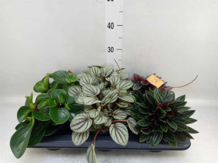 <h4>Peperomia   ...mix</h4>