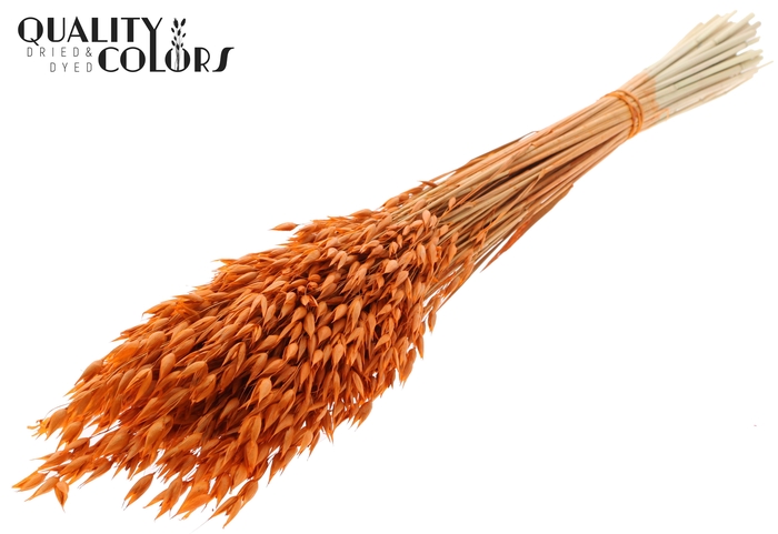 Avena Premium per bunch Orange