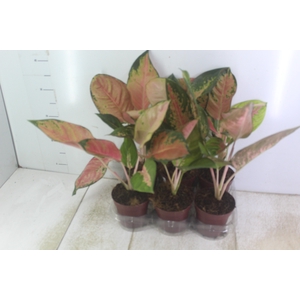 AGLAONEMA LAWAN P12