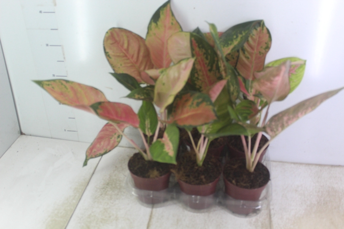 <h4>AGLAONEMA LAWAN P12</h4>