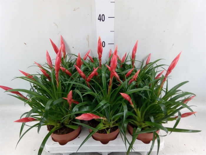 <h4>Vriesea  'Astrid'</h4>