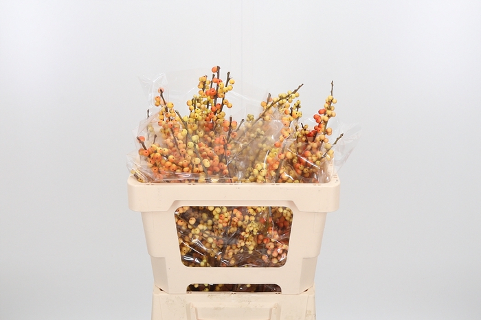 <h4>Ilex Ve Ilexia Julia</h4>