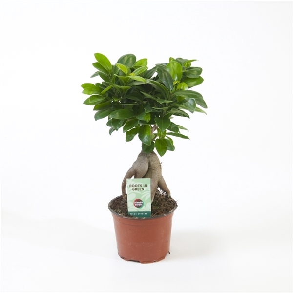 <h4>Ficus micr. Ginseng</h4>