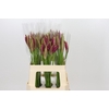 Nerine Mister Nick