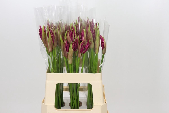 Nerine Mister Nick