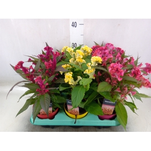 Celosia arg. CR 'Hot Topic'   ..mix