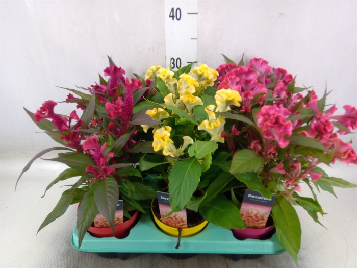 <h4>Celosia arg. CR 'Hot Topic'   ..mix</h4>