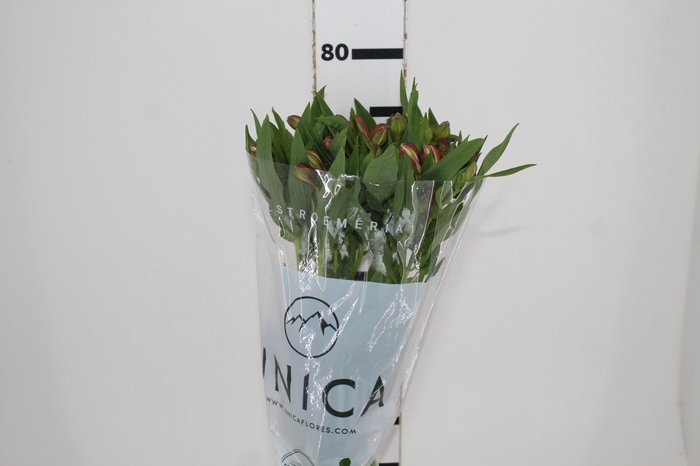 <h4>ALSTROEMERIA MILOS 080 CM</h4>