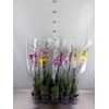 Phalaenopsis   ...mix  5