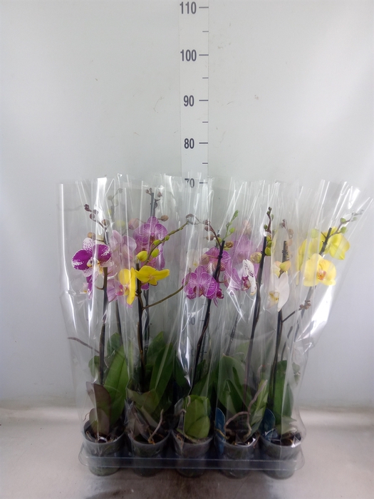 Phalaenopsis   ...mix  5