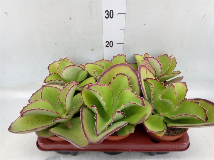 <h4>Kalanchoe   ...</h4>