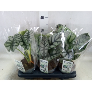 Alocasia  'Dragon Scale'