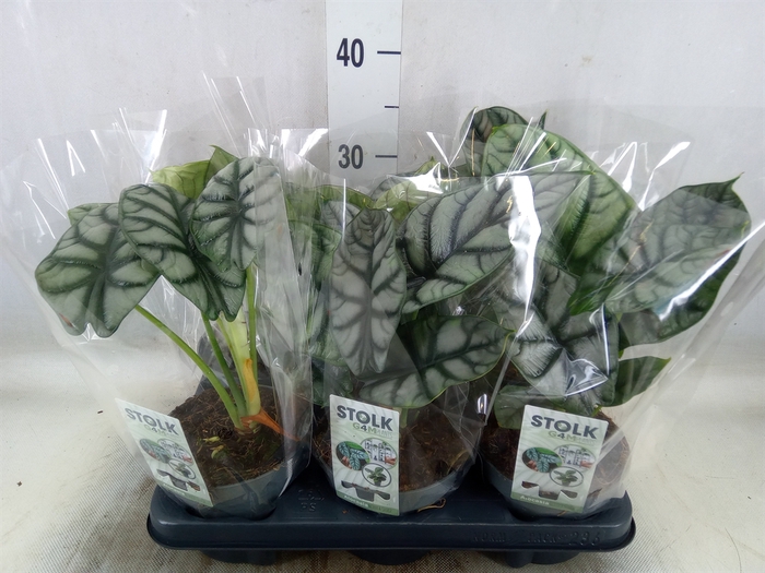<h4>Alocasia  'Dragon Scale'</h4>