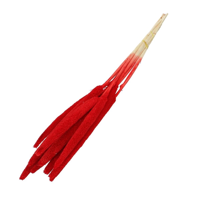 Droogbloem Bapala 65cm x10