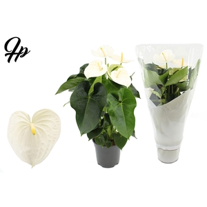 Anthurium 17 cm Alpine in Couture sleeve