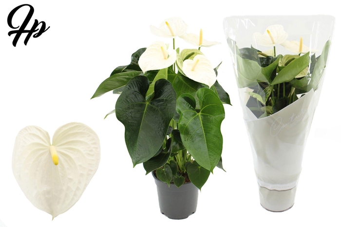 <h4>Anthurium 17 cm Alpine in Couture sleeve</h4>