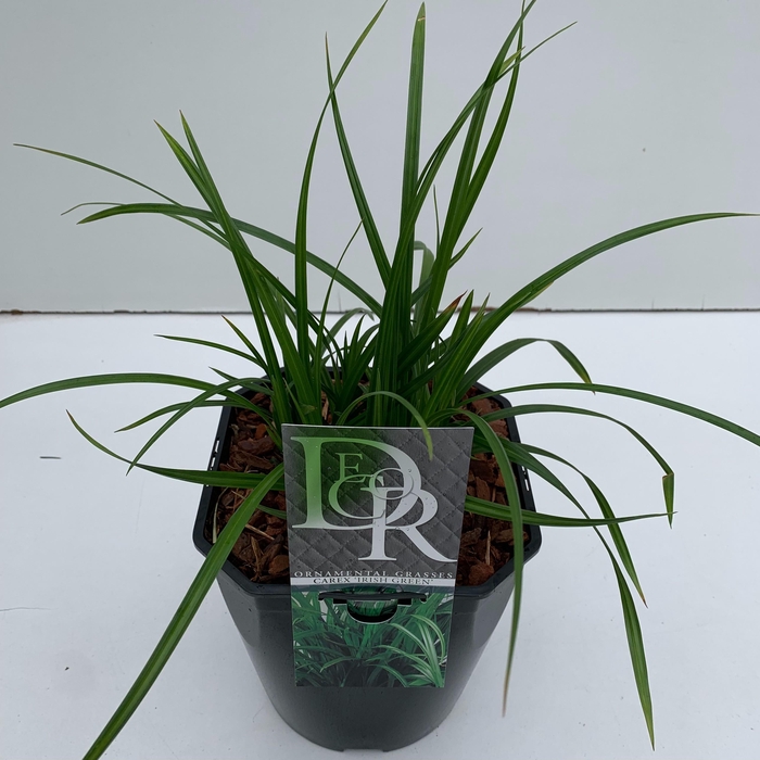 <h4>Graminées Carex 'Irisch Green'</h4>