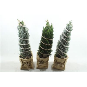 25217 XL JUTE MIX PICEA