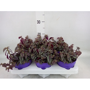 Tradescantia zebr. 'Purpusii'