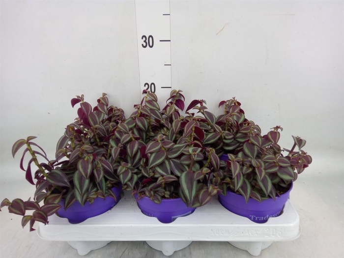 <h4>Tradescantia zebr. 'Purpusii'</h4>