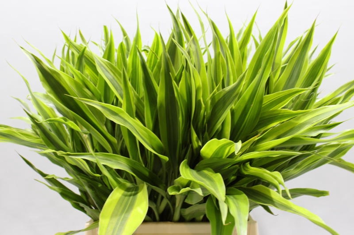 <h4>Sanderiana Gold 50 Cm</h4>