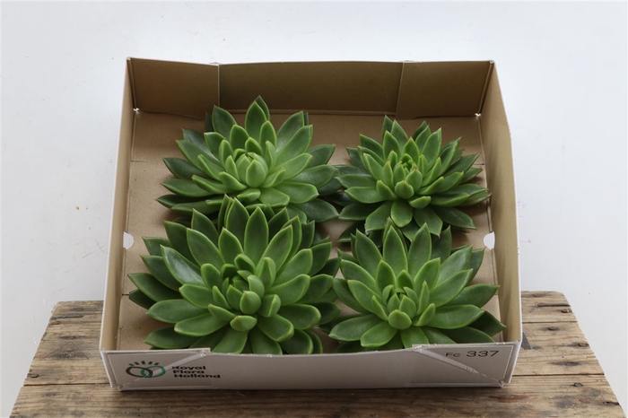 Echeveria Agavoides X4