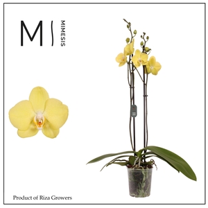 Mimesis Phal. Savona - 2 spike 12cm