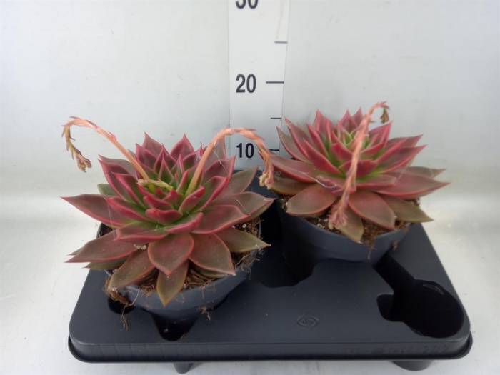 <h4>Echeveria   ...</h4>