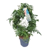 Jasminum Polyanthum boog JAS12BOOG200