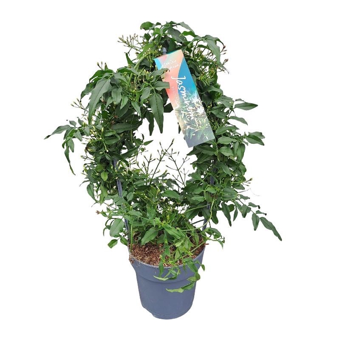 <h4>Jasminum Polyanthum boog JAS12BOOG200</h4>