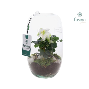 Green Bottle Isabella Medium met Helleborus met LED