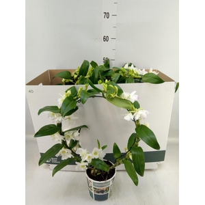 Dendrobium nob. 'StarCla Apollon'