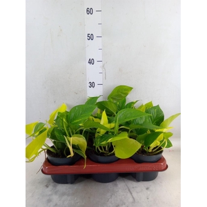 Epipremnum pinn.   ...mix in pot