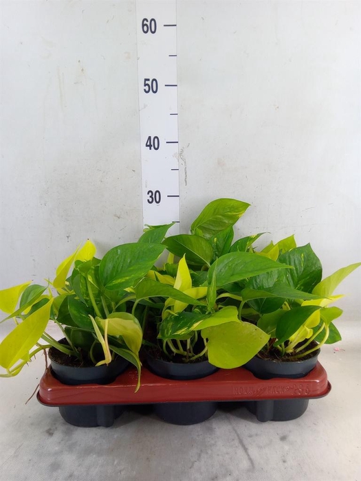 <h4>Epipremnum pinn.   ...mix in pot</h4>