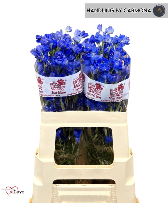 <h4>DELPH EN JENNY PEARL</h4>