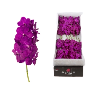 Vanda Rasberry Cerise