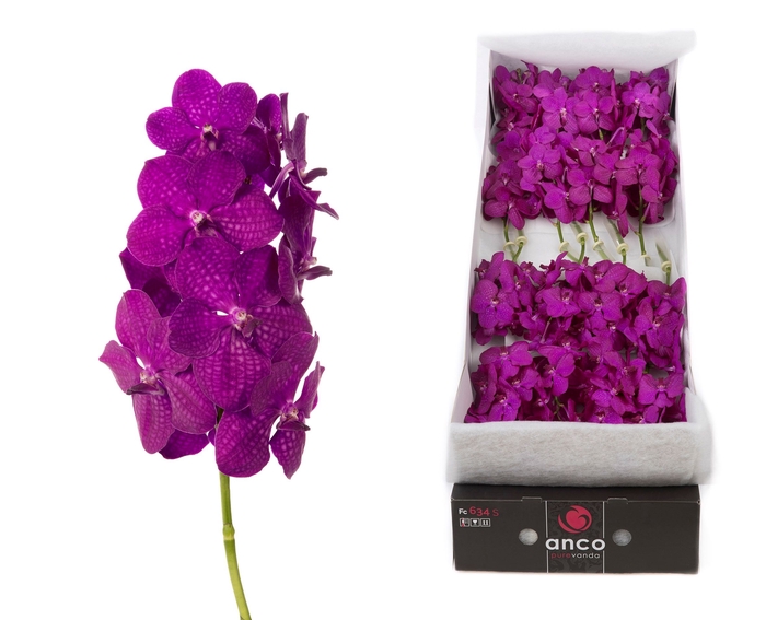 <h4>Vanda Rasberry Cerise</h4>