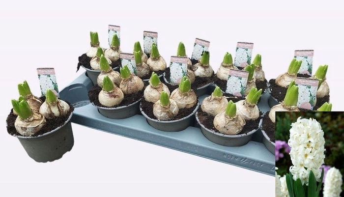 <h4>HYACIN FAIRY WHITE</h4>