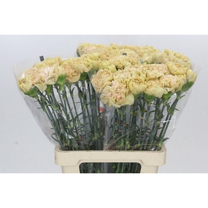 Dianthus St Lege Marrone